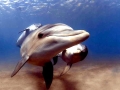 Bottlenose Dolphin