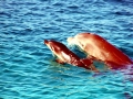 Bottlenose Dolphin