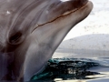 Bottlenose Dolphin