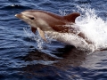 Bottlenose Dolphin