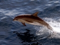 Bottlenose Dolphin