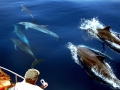 Bottlenose Dolphin