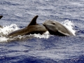 Bottlenose Dolphin