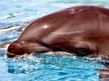 Bottlenose Dolphin