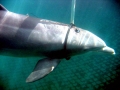 Bottlenose Dolphin