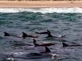 Bottlenose Dolphin