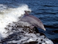 Bottlenose Dolphin