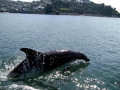 Bottlenose Dolphin