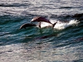 Bottlenose Dolphin