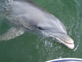 Bottlenose Dolphin
