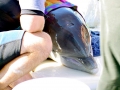 Bottlenose Dolphin