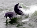 Bottlenose Dolphin