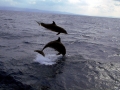 Bottlenose Dolphin