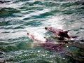 Bottlenose Dolphin