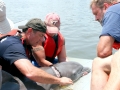Bottlenose Dolphin