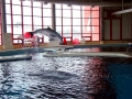Bottlenose Dolphin
