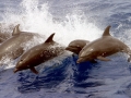 Bottlenose Dolphin