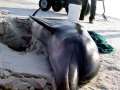 Bottlenose Dolphin
