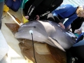 Bottlenose Dolphin
