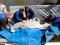 Bottlenose Dolphin