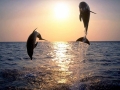Bottlenose Dolphin