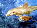 Bottlenose Dolphin