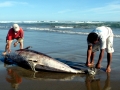 Bottlenose Dolphin