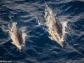 Bottlenose Dolphin