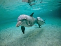 Bottlenose Dolphin