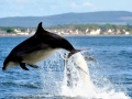 Bottlenose Dolphin