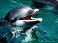Bottlenose Dolphin