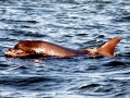 Bottlenose Dolphin