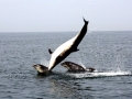 Bottlenose Dolphin