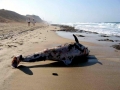 Bottlenose Dolphin