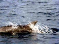 Bottlenose Dolphin