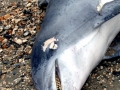 Bottlenose Dolphin