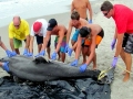 Bottlenose Dolphin