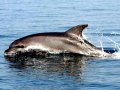 Bottlenose Dolphin