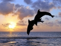 Bottlenose Dolphin