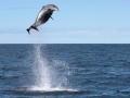 Bottlenose Dolphin