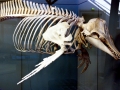 Bottlenose Dolphin
