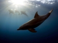 Bottlenose Dolphin