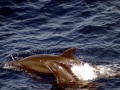 Bottlenose Dolphin