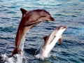 Bottlenose Dolphin