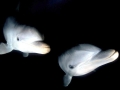 Bottlenose Dolphin