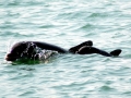 Bottlenose Dolphin