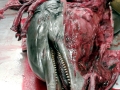 Bottlenose Dolphin