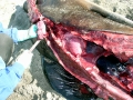 Bottlenose Dolphin