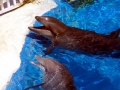 Bottlenose Dolphin