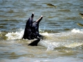 Bottlenose Dolphin